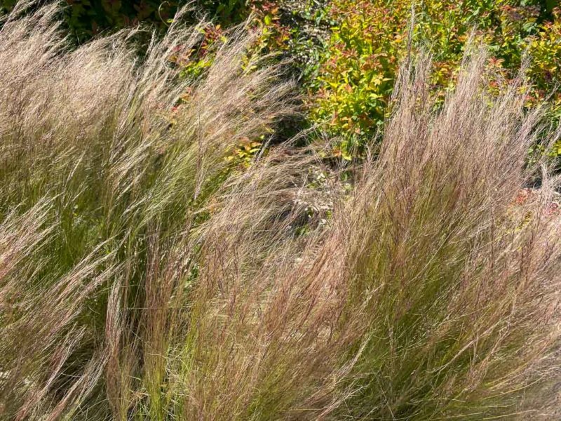 Stipe cheveux d'ange, Stipa tenuifolia, graminée, Poacées, place de la Nation, Paris 12e (75)