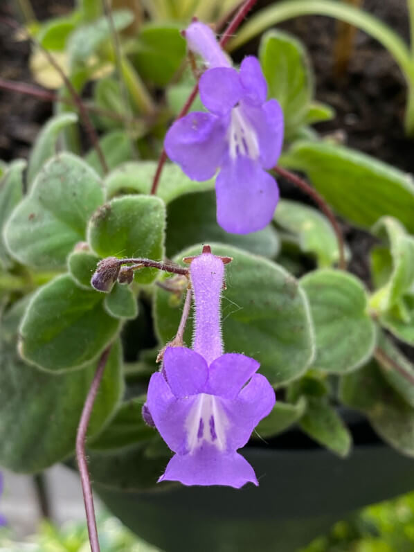 Streptocarpus caulescens, Gesnériacées, au printemps sur mon balcon parisien, Paris 19e (75)