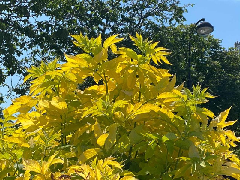 Sureau doré, Sambucus canadensis var. aurea, arbuste, Paris (75)