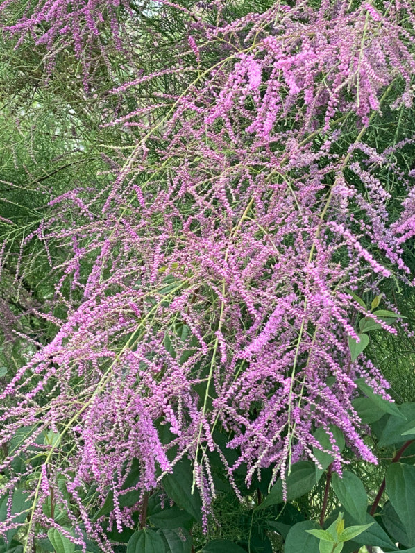 Beaucoup de légèreté avec le tamaris de printemps - Paris côté jardin