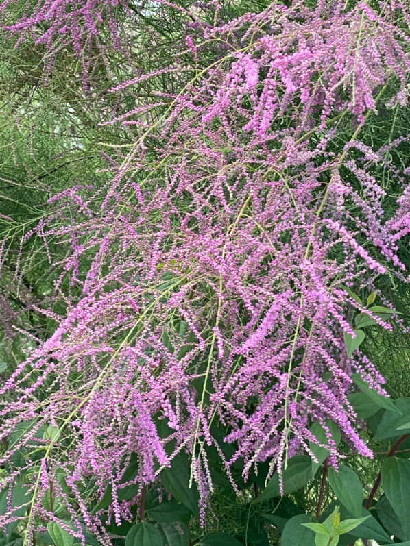 Tamaris de printemps, arbuste, place Denfert-Rochereau, Paris 14e (75)