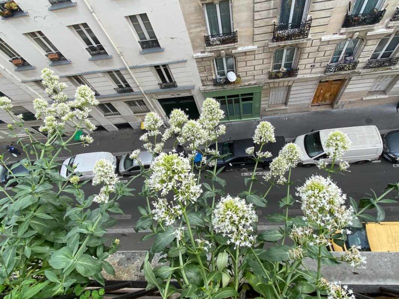 Valériane des jardins, Centranthus tuber 'Albus, au printemps sur mon balcon parisien, Paris 19e (75)