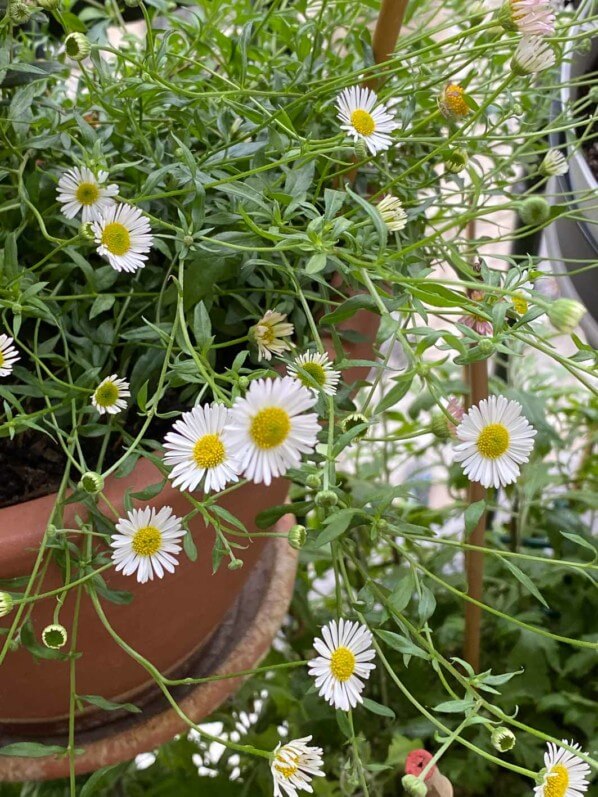 Vergerette, Erigeron karvinskianus, au printemps sur mon balcon parisien, Paris 19e (75)