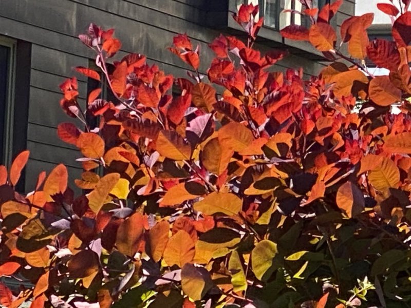 Arbre à perruque, Cotinus, Paris 12e (75)