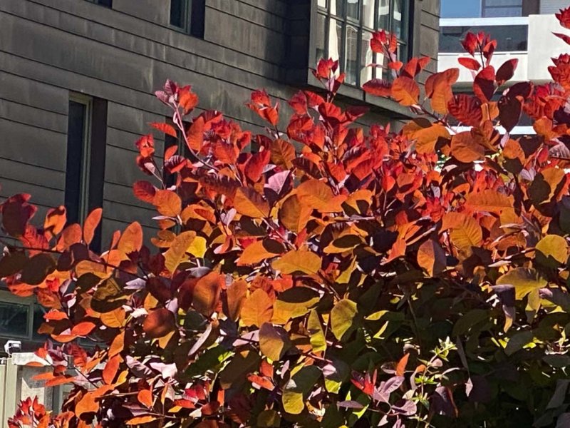 Arbre à perruque, Cotinus, Paris 12e (75)