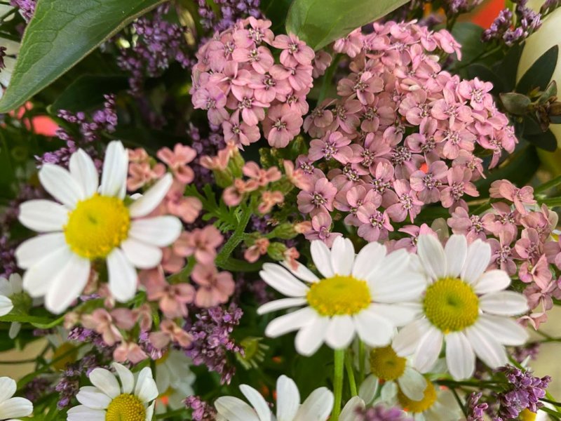 Matricaire et achillée, bouquet Babylone, Bergamotte, fleurs coupées, Paris 19e (75)