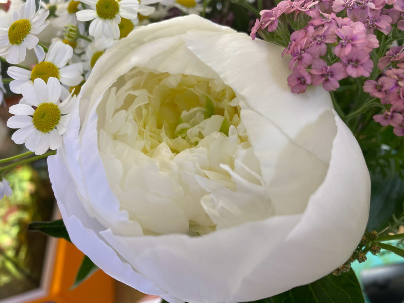 Pivoine, matricaire et achillée, bouquet Babylone, Bergamotte, fleurs coupées, Paris 19e (75)