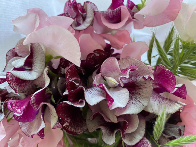 Bouquet de pois de senteur et graminées, fleurs coupées, Paris 12e (75)