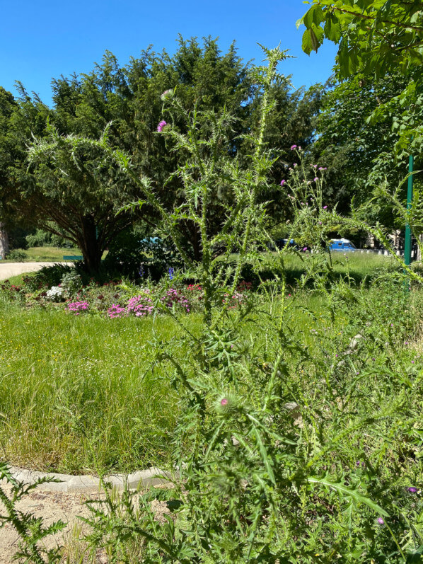 Chardon crépu, Carduus crispus, au printemps dans les Jardins des Champs-Élysées, Paris 8e (75)