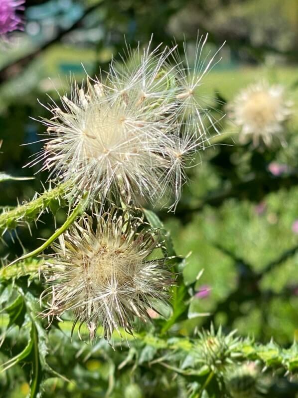 Chardon crépu, Carduus crispus, au printemps dans les Jardins des Champs-Élysées, Paris 8e (75)