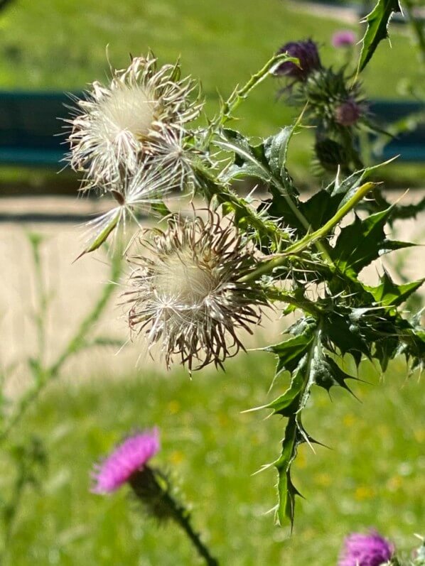 Chardon crépu, Carduus crispus, au printemps dans les Jardins des Champs-Élysées, Paris 8e (75)