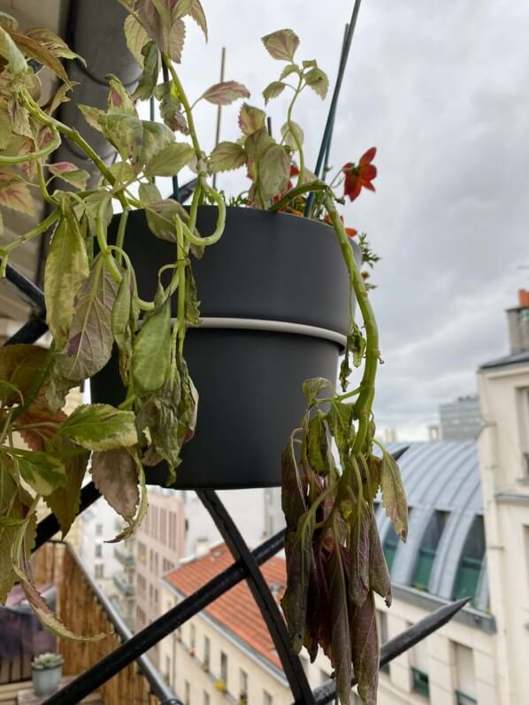 Potée de coléus abimé par le vent, au printemps sur mon balcon parisien, Paris 19e (75)