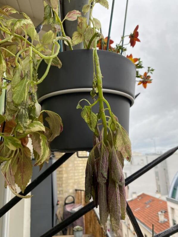 Potée de coléus abimé par le vent, au printemps sur mon balcon parisien, Paris 19e (75)