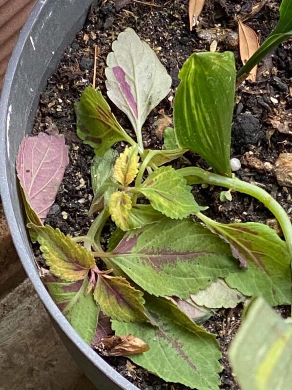 Tige cassée de coléus abimé par le vent, au printemps sur mon balcon parisien, Paris 19e (75)