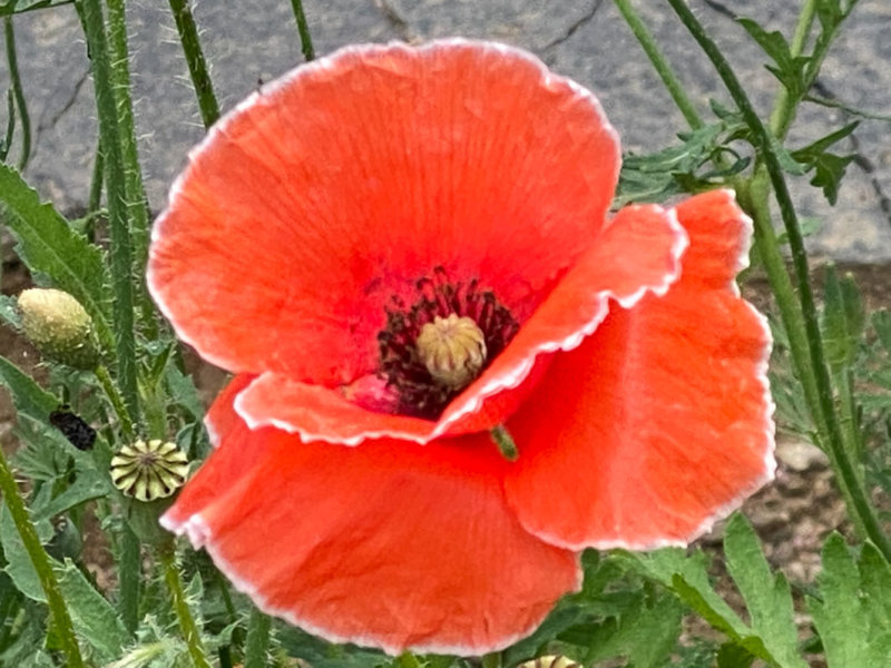 Coquelicot, Papaver rhoeas, Papavéracées, place Denfert-Rochereau, Paris 14e (75)