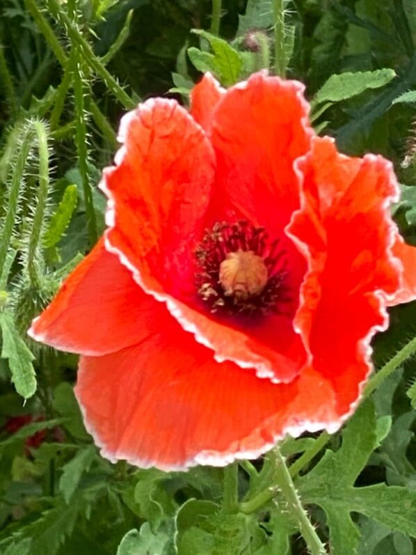 Coquelicot, Papaver rhoeas, Papavéracées, place Denfert-Rochereau, Paris 14e (75)