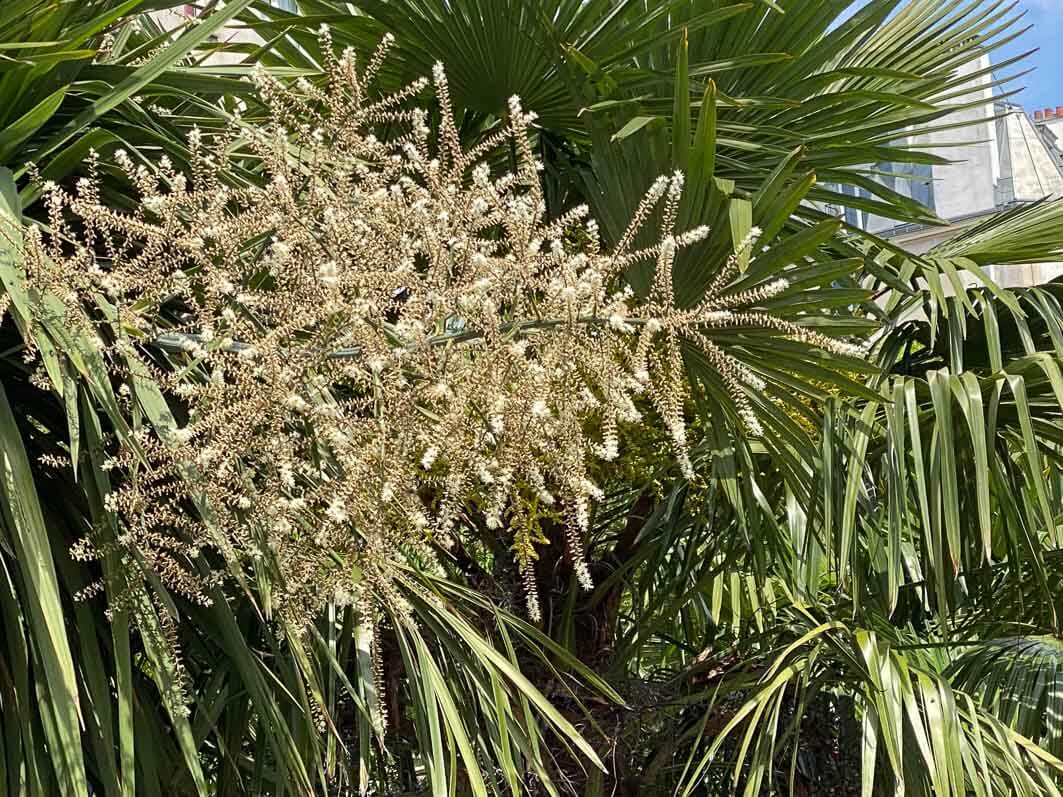 Floraison d'une cordyline, plante exotique, Paris 19e (75)