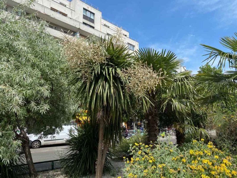 Cordyline et palmier, plantes exotiques, Paris 19e (75)