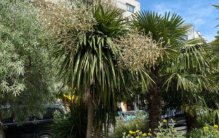 Cordyline et palmier, plantes exotiques, Paris 19e (75)