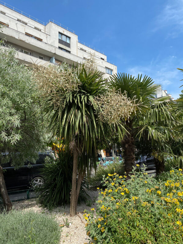 Cordyline et palmier, plantes exotiques, Paris 19e (75)