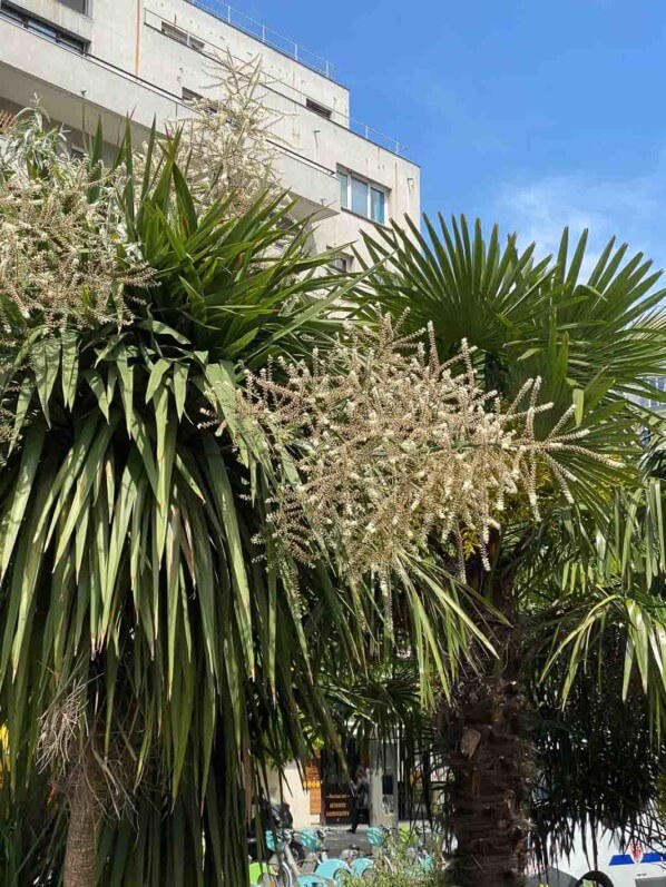 Cordyline et palmier, plantes exotiques, Paris 19e (75)