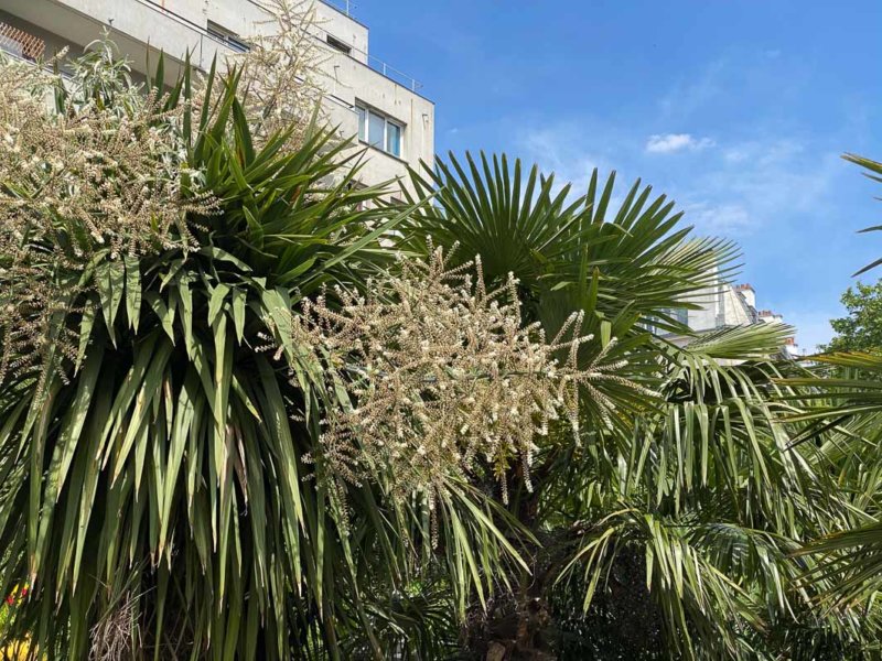 Cordyline et palmier, plantes exotiques, Paris 19e (75)