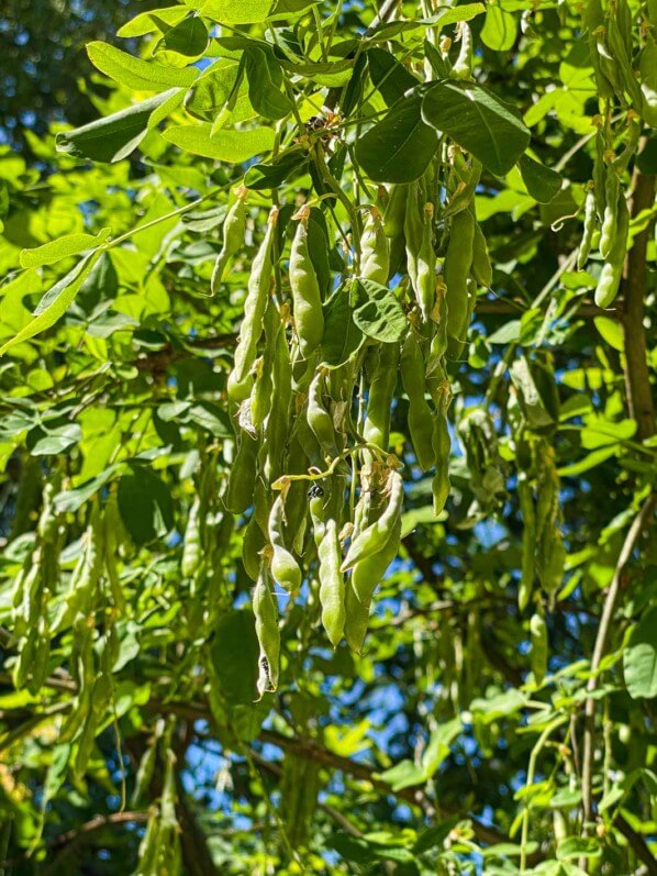 Fruits de cytise (Laburnum) au printemps dans les Jardins des Champs-Élysées, Paris 8e (75)