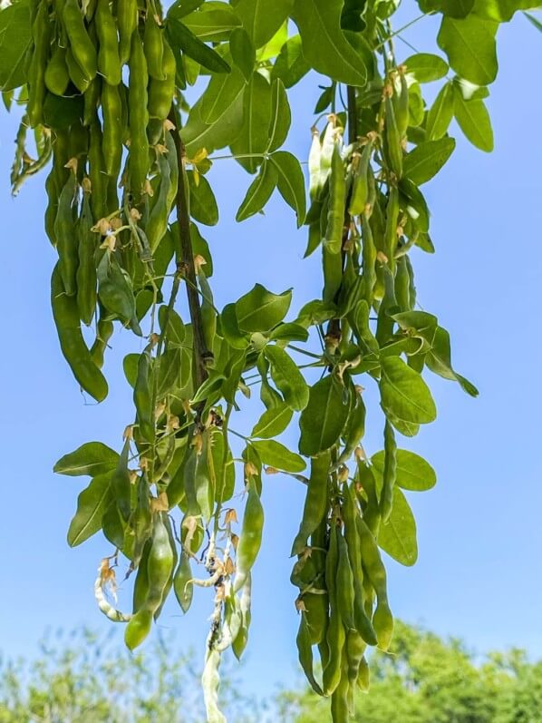 Lire la suite à propos de l’article Les gousses toxiques du cytise (Laburnum)
