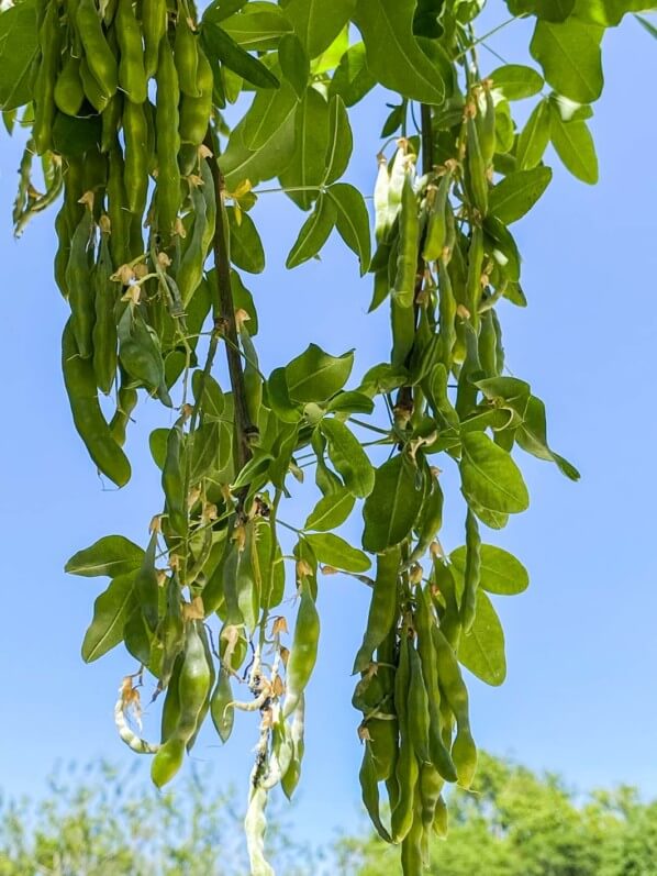 Fruits de cytise (Laburnum) au printemps dans les Jardins des Champs-Élysées, Paris 8e (75)