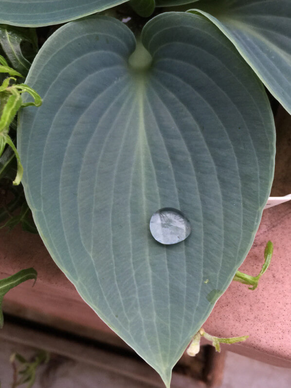 Goutte d'eau sur une feuille d'hosta 'Kiwi Blue Baby' sur mon balcon parisien, Paris 19e (75)