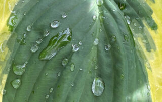Gouttes d'eau de pluie sur les feuilles d'un hosta, au printemps sur mon balcon parisien, Paris 19e (75)