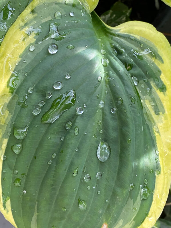 Gouttes d'eau de pluie sur les feuilles d'un hosta, au printemps sur mon balcon parisien, Paris 19e (75)