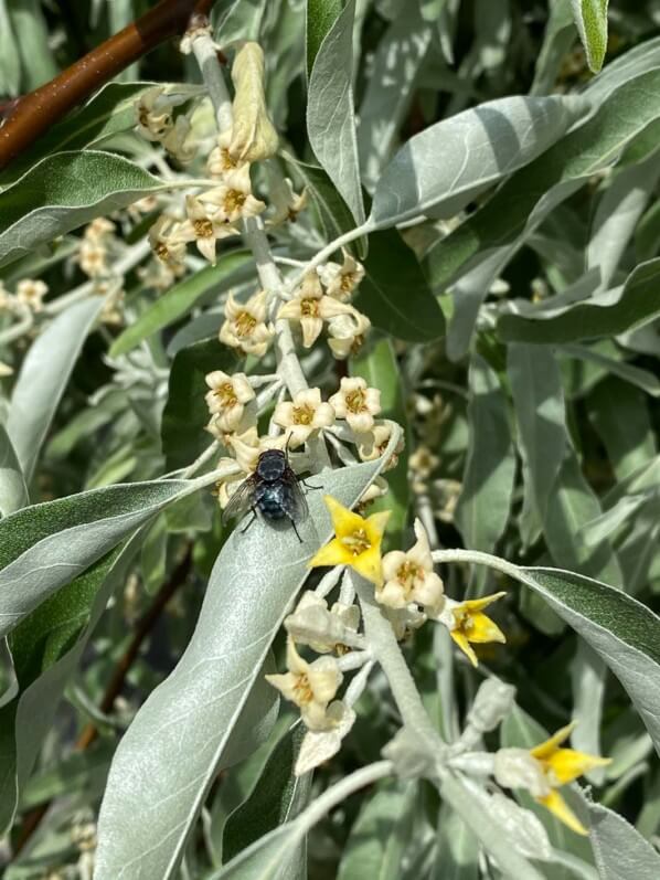 Fleurs de l'olivier de Bohème, Eleagnus angustifolius, arbre, Paris 19e (75)