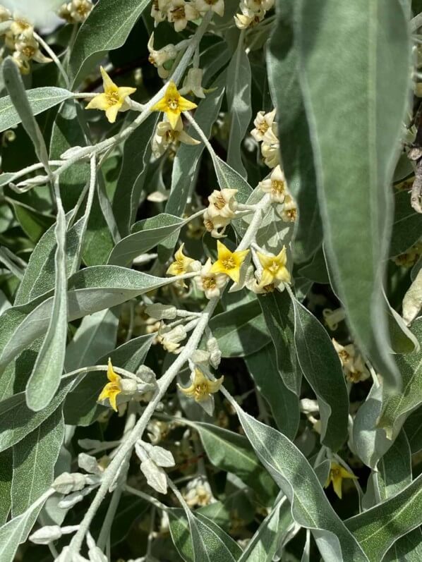 Fleurs de l'olivier de Bohème, Eleagnus angustifolius, arbre, Paris 19e (75)