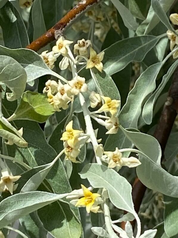 Fleurs de l'olivier de Bohème, Eleagnus angustifolius, arbre, Paris 19e (75)