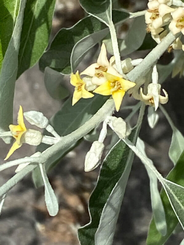 Fleurs de l'olivier de Bohème, Eleagnus angustifolius, arbre, Paris 19e (75)