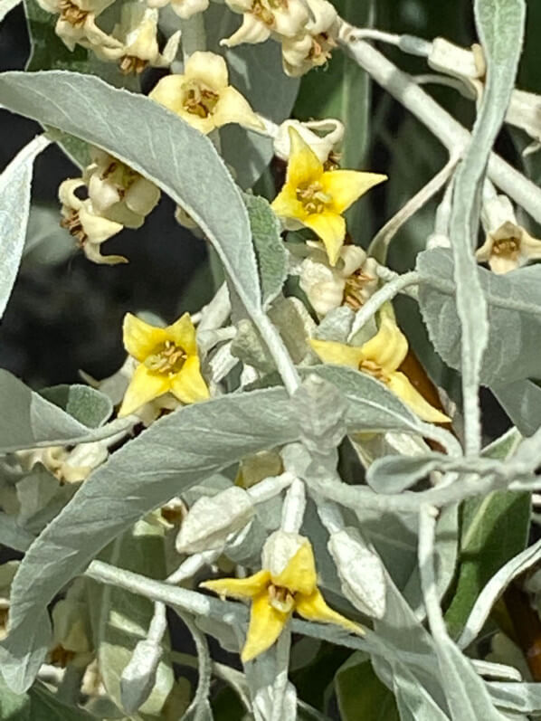 Fleurs de l'olivier de Bohème, Eleagnus angustifolius, arbre, Paris 19e (75)