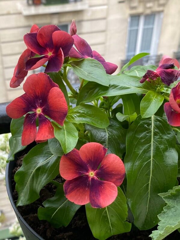 Cataranthus roseus 'Tatoo Papaya', fleur, au printemps sur mon balcon parisien, Paris 19e (75)