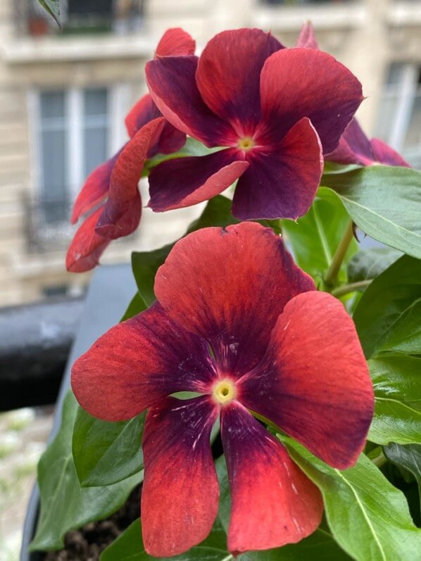 Cataranthus roseus 'Tatoo Papaya', fleur, au printemps sur mon balcon parisien, Paris 19e (75)