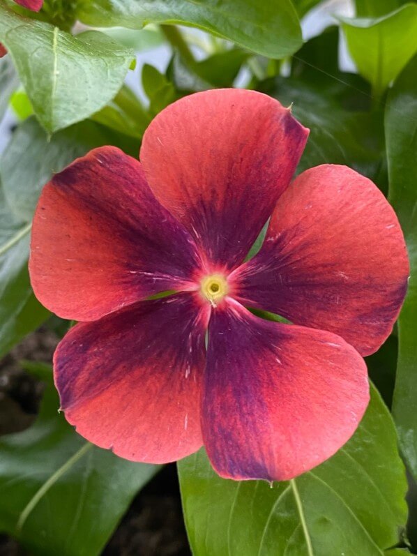 Cataranthus roseus 'Tatoo Papaya', fleur, au printemps sur mon balcon parisien, Paris 19e (75)