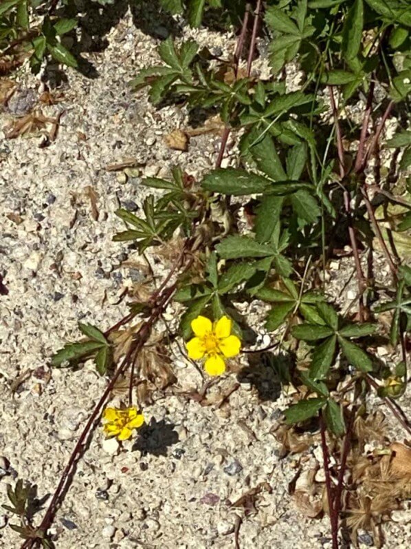 Potentille rampante, Potentilla reptans, adventice, au printemps dans les Jardins des Champs-Élysées, Paris 8e (75)