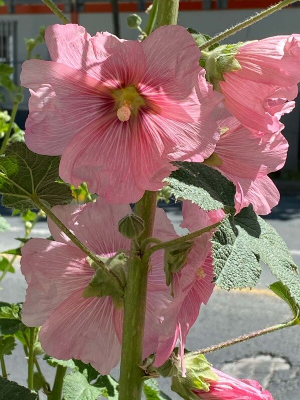 Rose trémière, avenue du Général Leclerc, Paris 14e (75)