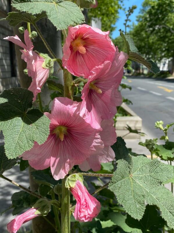 Rose trémière, avenue du Général Leclerc, Paris 14e (75)