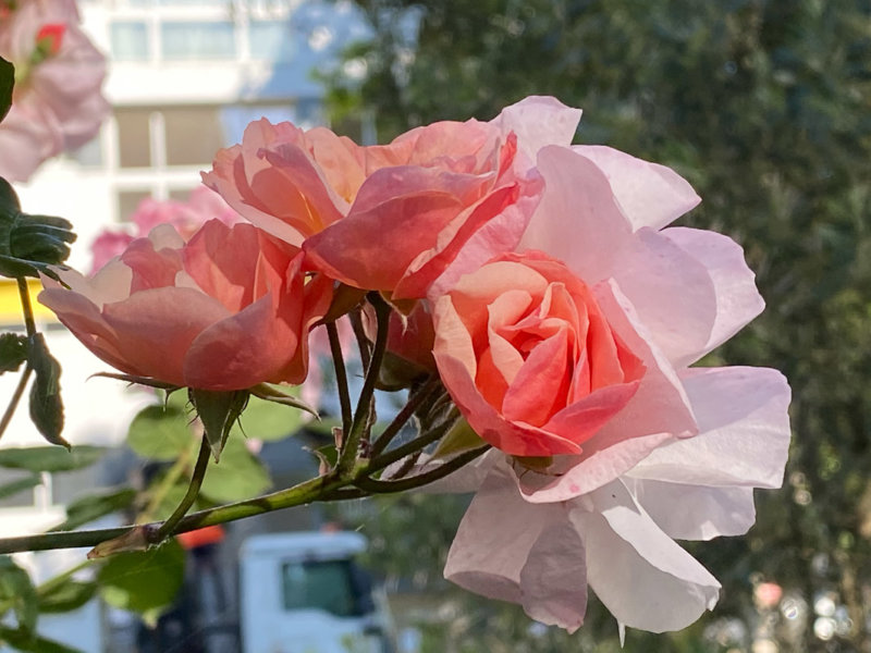Roses, Paris 13e (75)