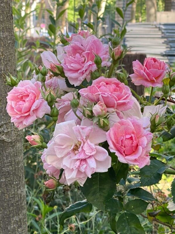 Roses, Paris 13e (75)