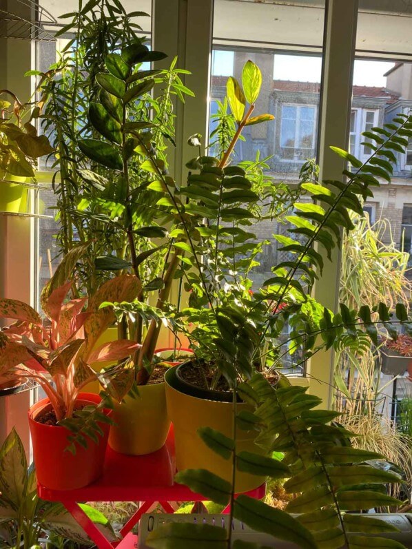 Le soleil illumine mes plantes d'intérieur au petit matin, Paris 19e (75)
