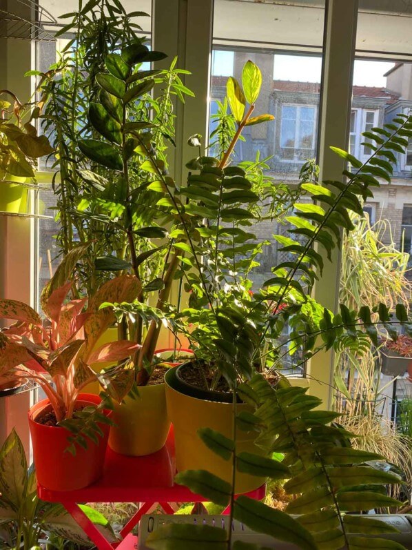 Lire la suite à propos de l’article Le soleil au petit matin dans mes plantes d’intérieur