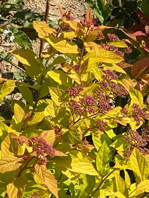 Spirée, Spiraea 'Gold Flame', arbuste, Paris (75)