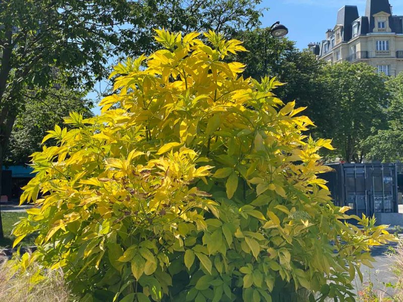 Sureau doré, Sambucus canadensis var. aurea, arbuste, Paris (75)