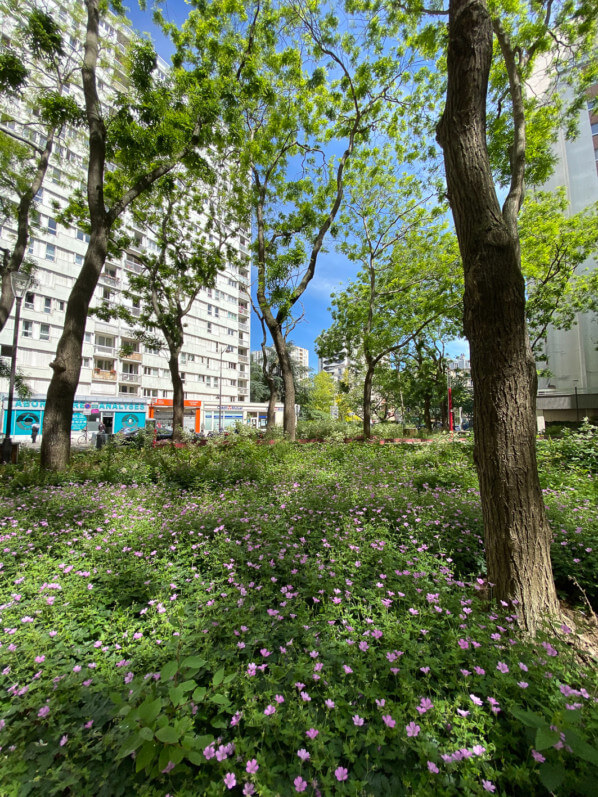 Tapis de géraniums vivaces, rue d'Alésia, Paris 14e (75)